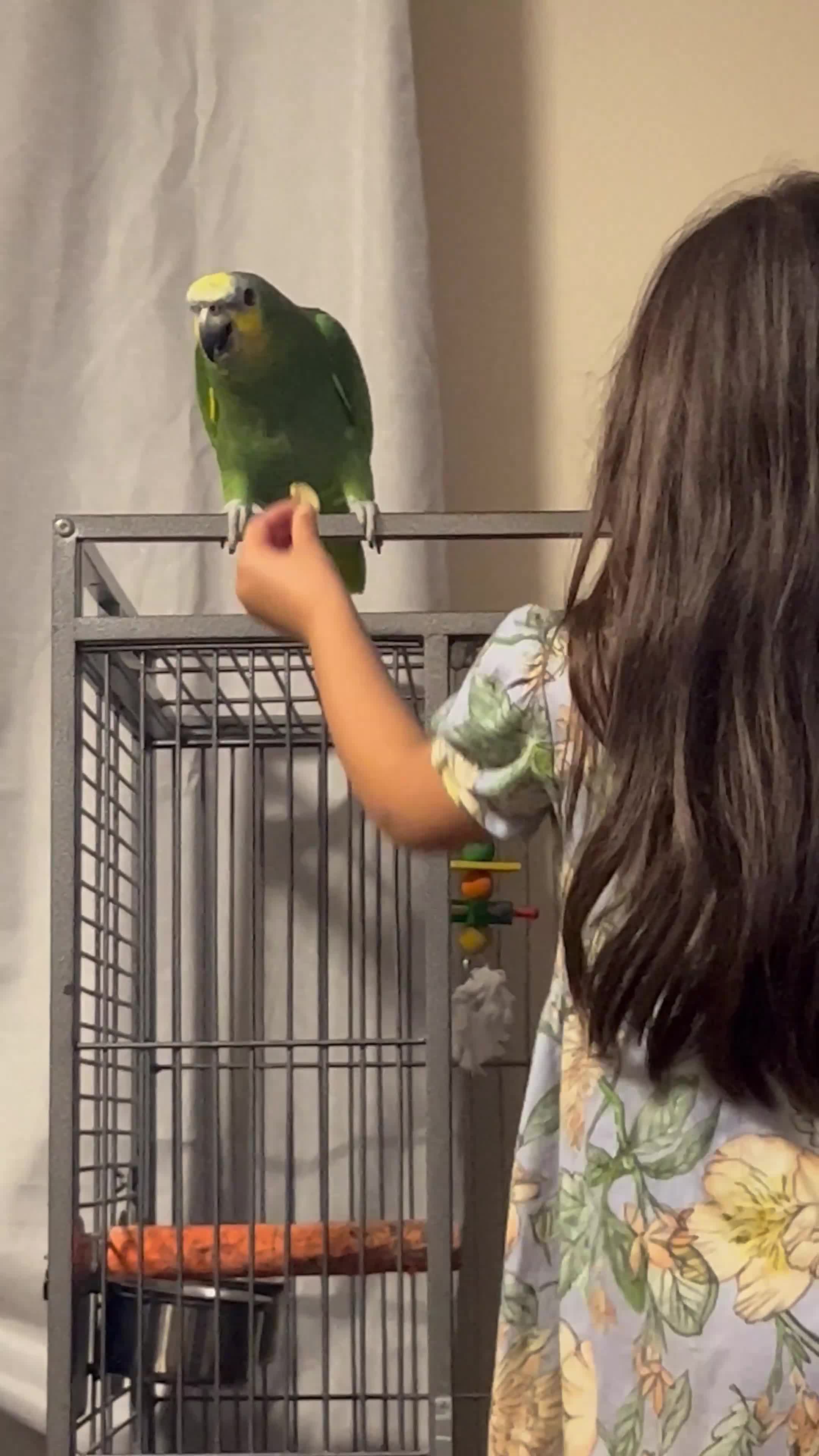 Parrots birds for sale: Amazon Parrot  in Coventry - Video 1