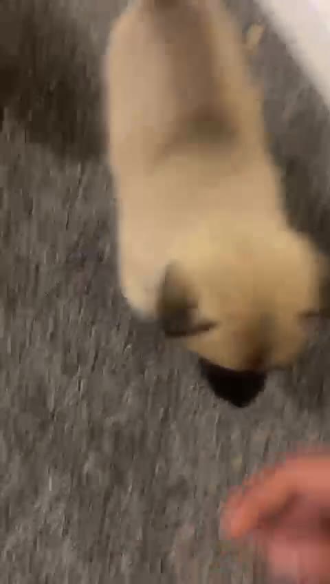 Akita dogs for sale: Akita puppies  - Video 2