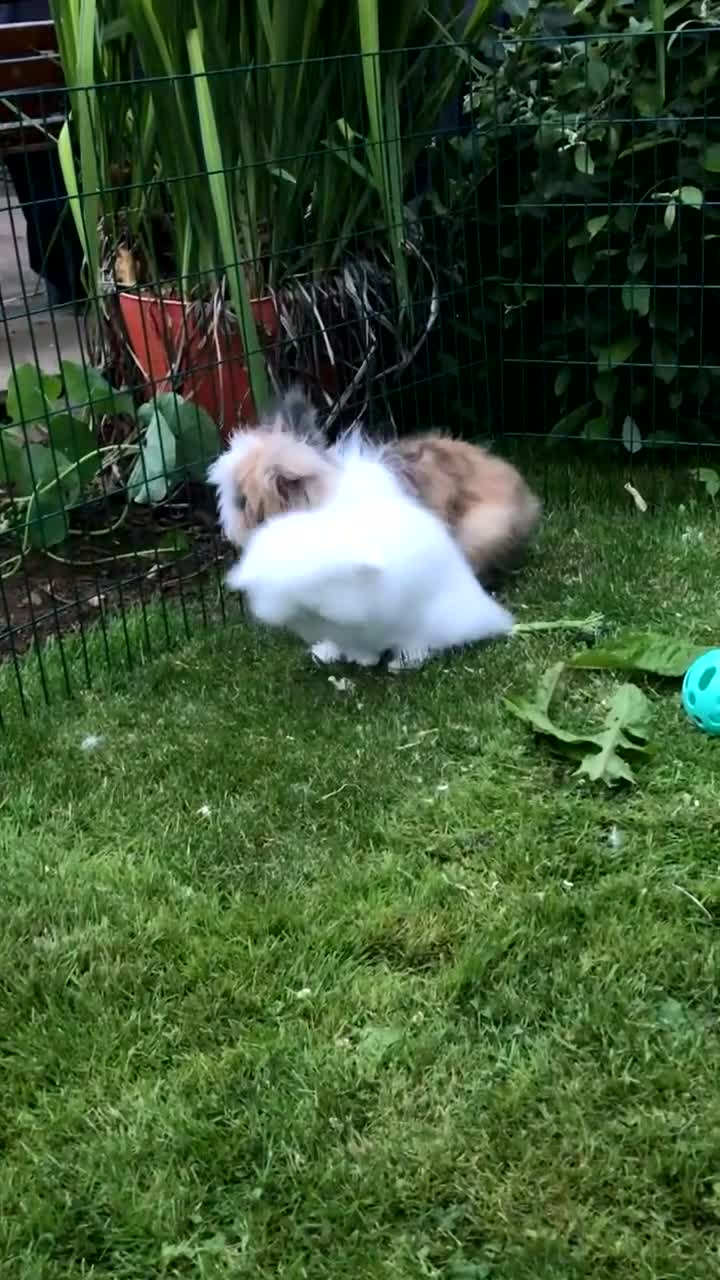 Angora rabbits for sale: Bonded pair of angora rabbits for rehoming  - Video 1