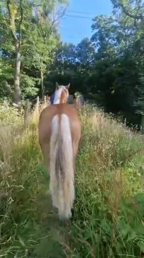 Welsh Section D horses for sale: Stitch  - Video 2