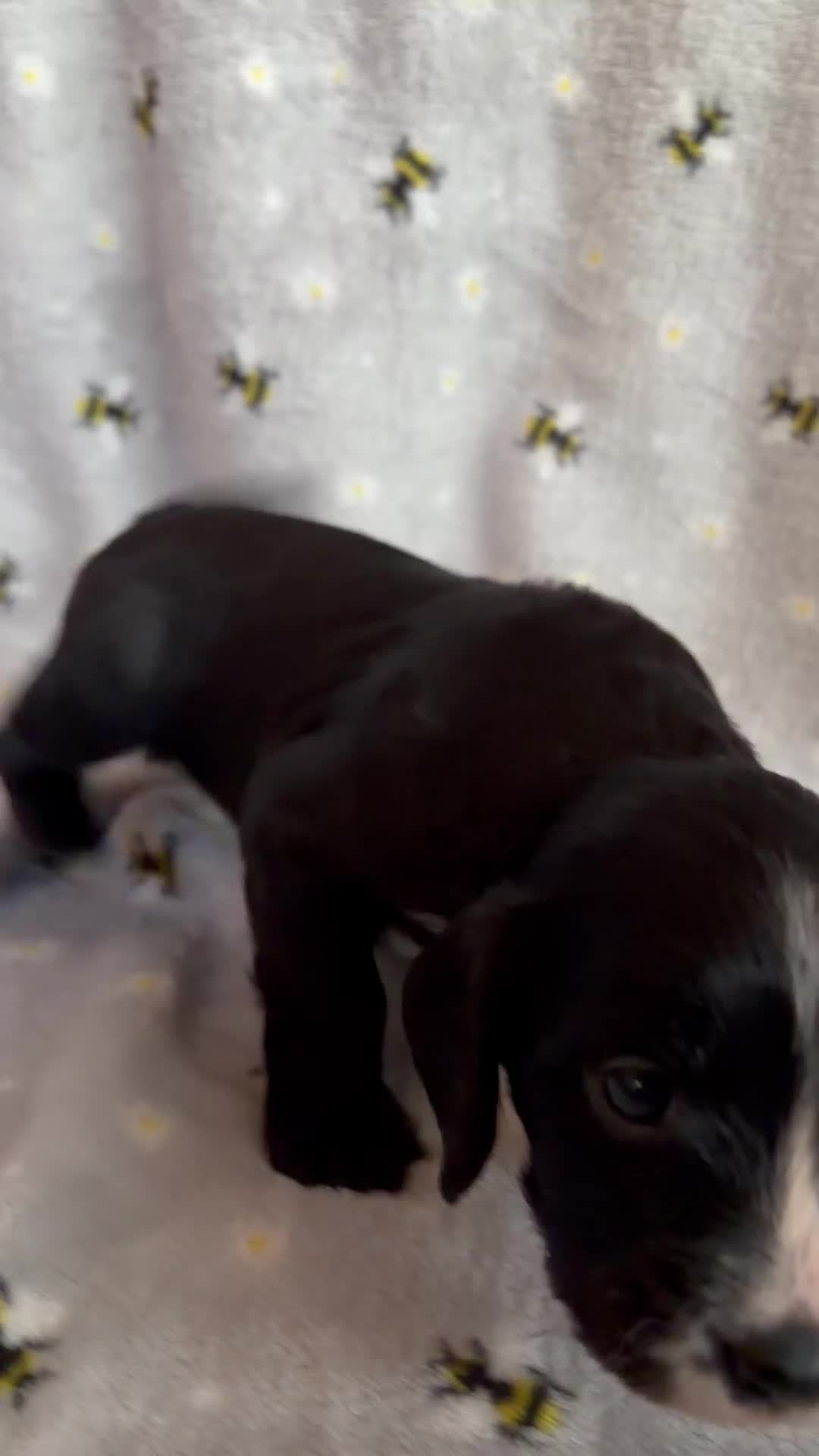 Cocker Spaniel dogs for sale: 6 Week old Working Cocker Spaniel Puppies - Video 2