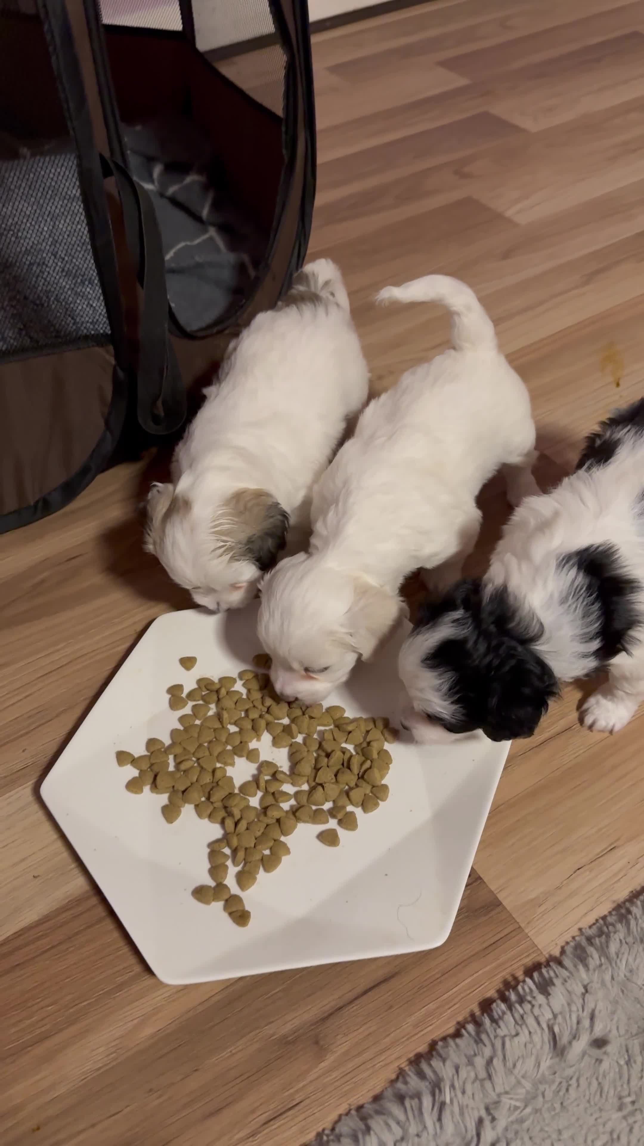 Mixed Breed dogs for sale: Bichon Maltese Puppies-2girls&1Boy Availabile - Video 1