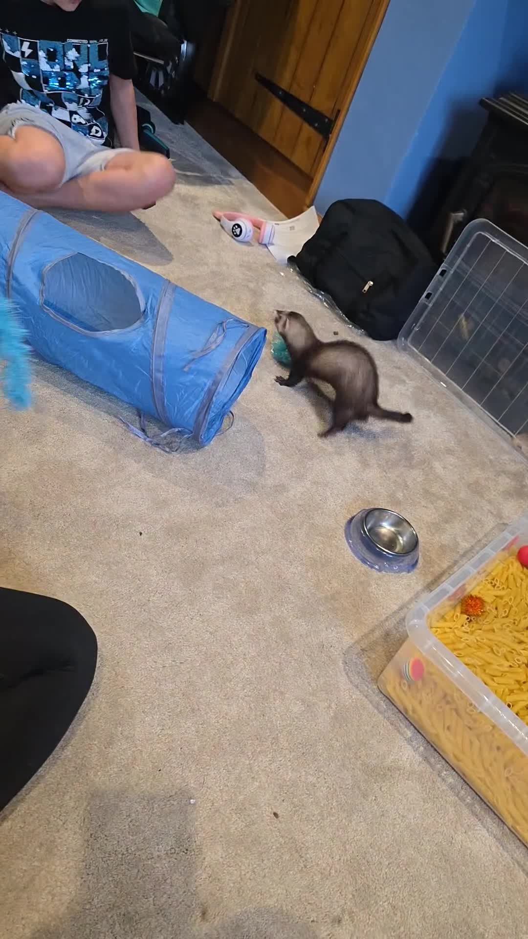 Ferret rodents for sale: 2x male ferrets. With cage. - Video 1