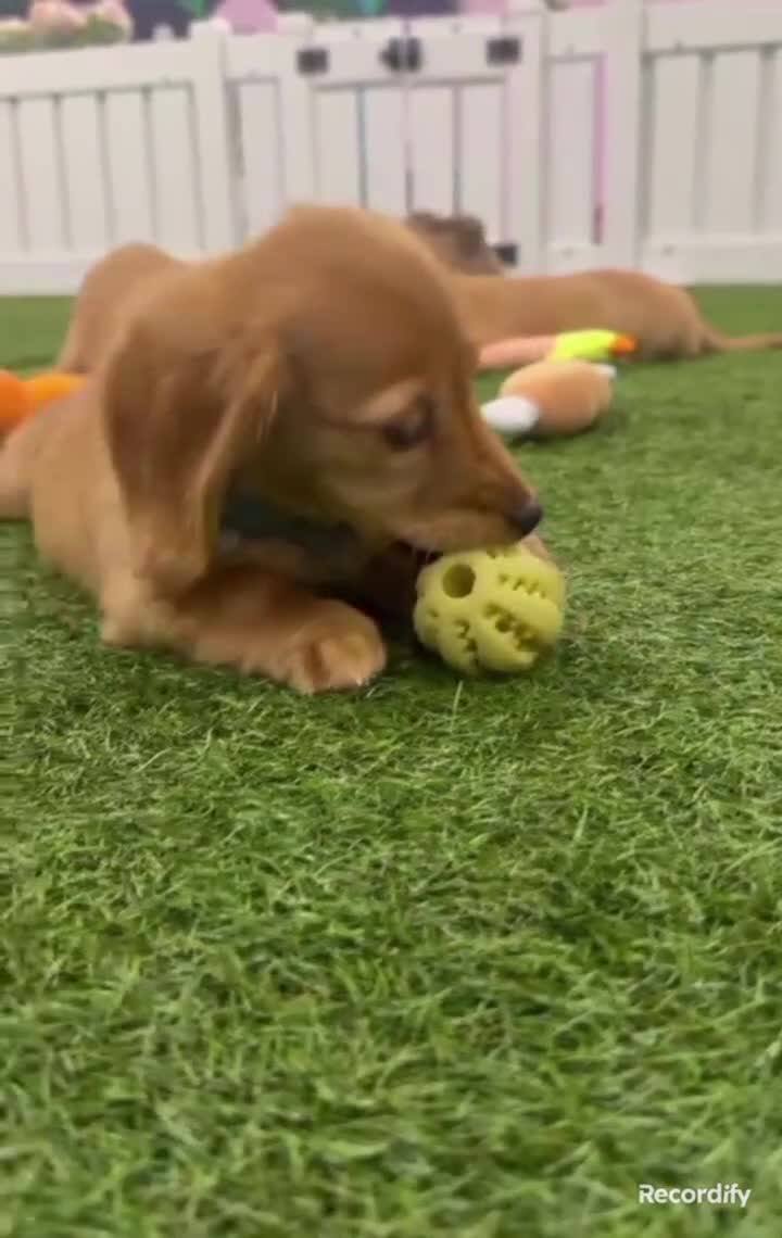 Miniature Dachshund dogs for sale: READYNOW KC cream L/H Health tested Mini Dachshund - Video 1