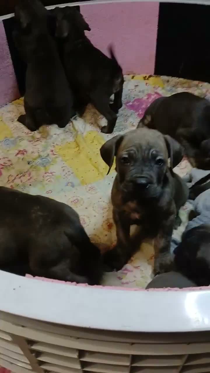ICCF REGISTERED CANE CORSO PUPPYS for sale in Coventry | Pets4Homes