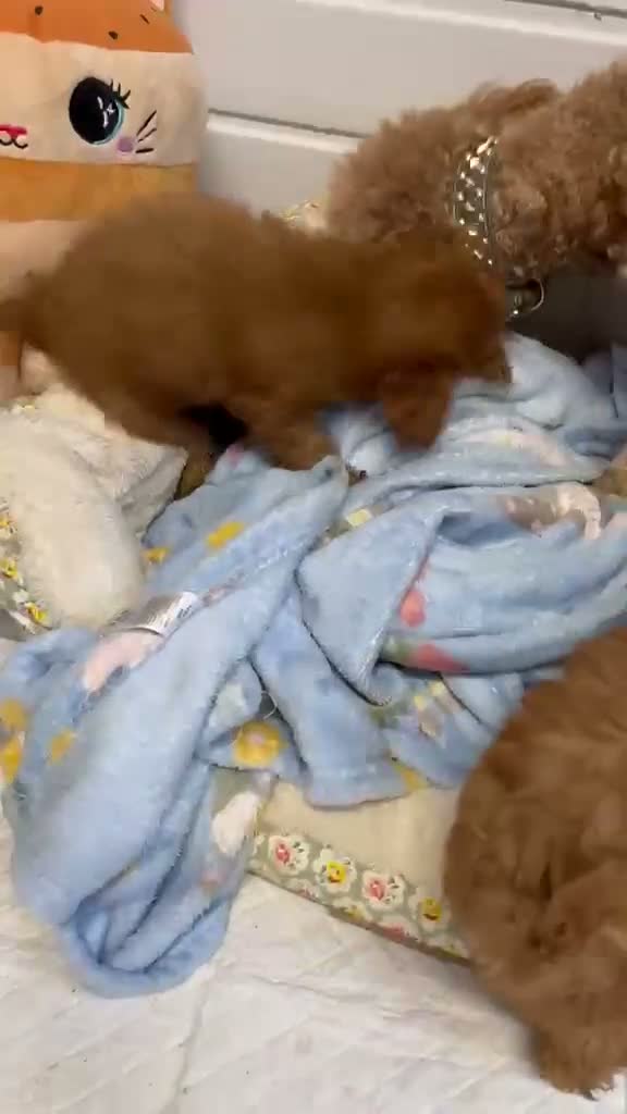 Cavapoo dogs for sale: 🩵🫧 4 Cavapoo Puppies 🫧🩵 - Video 1