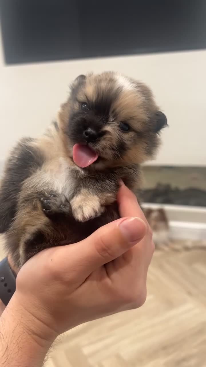 Pomeranian dogs for sale: Male Pomeranian puppy for sale  - Video 1