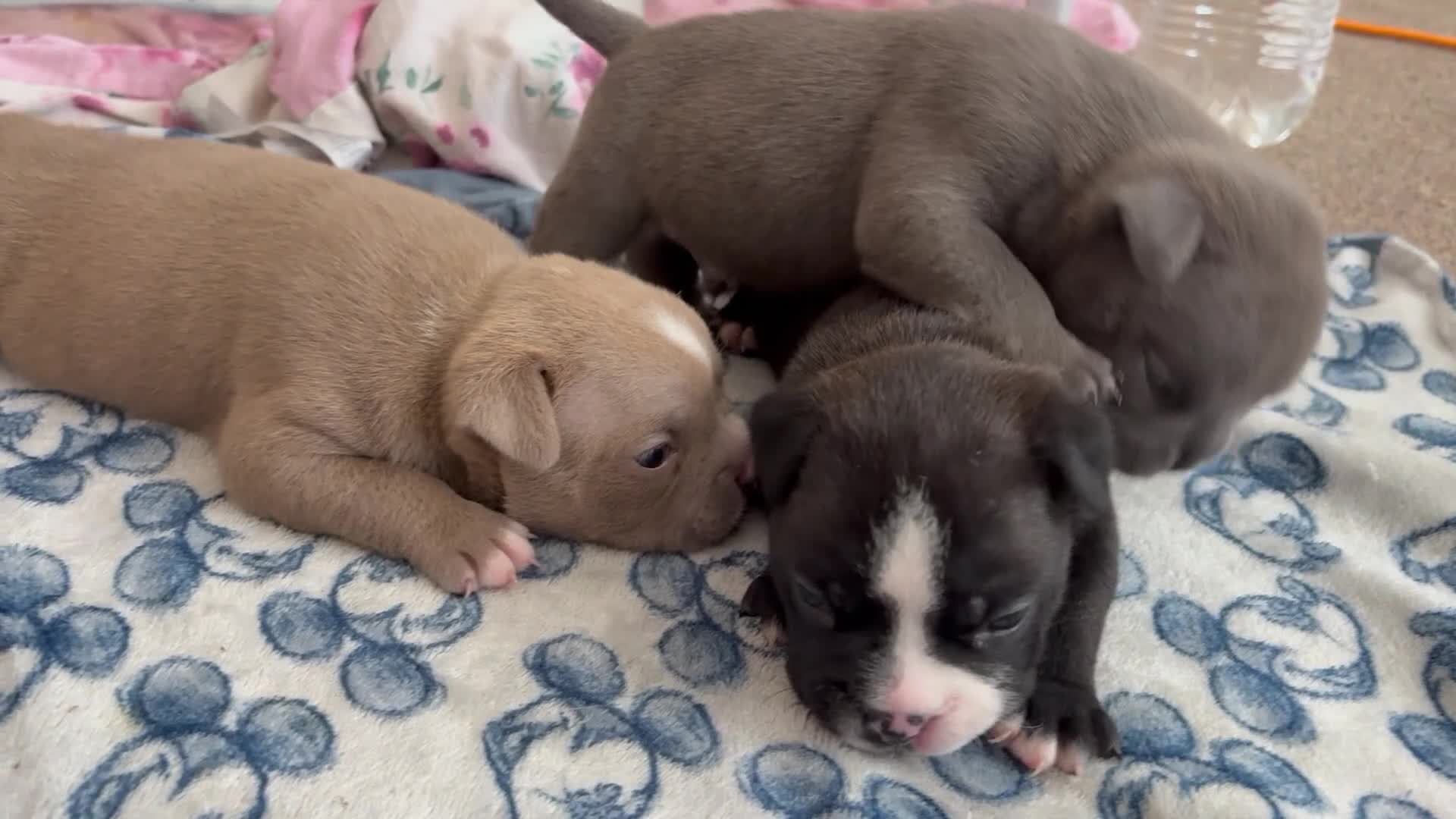 American Bully dogs for sale: 🧬 STUNNING CHUNKY POCKET BULLYS 🏆  - Video 1