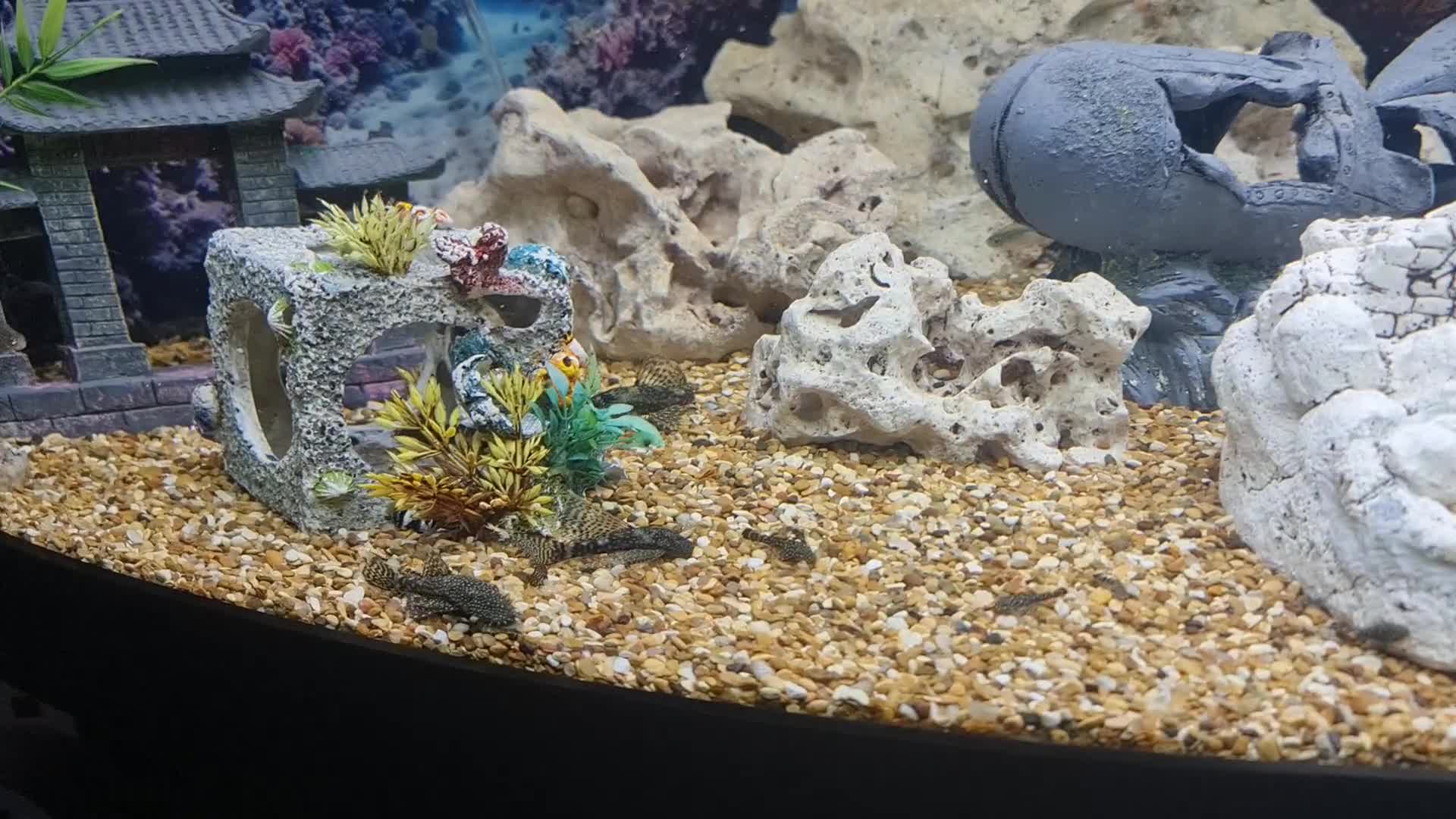 Plecos fish for sale: Bristlenose Plecis - Video 1