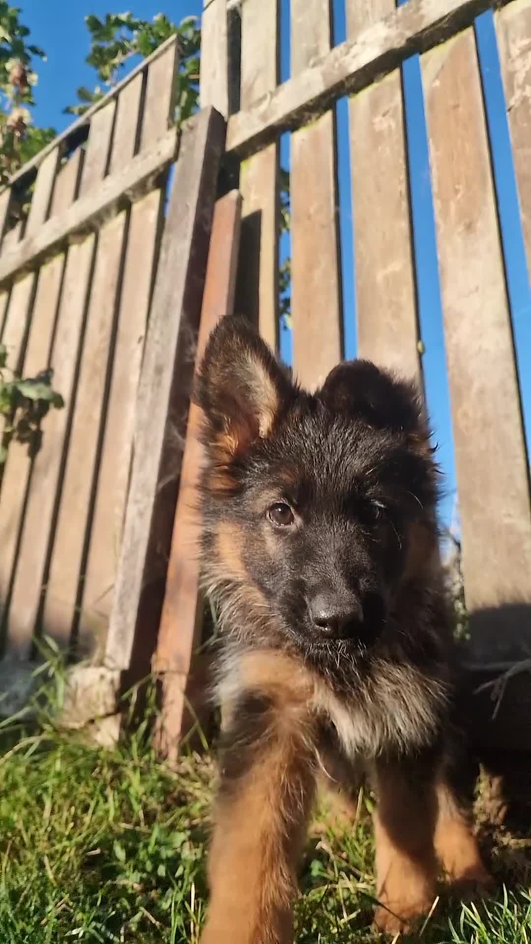 German Shepherd dogs for sale: Last available female 😍Little Paws Big Heart😍 - Video 2