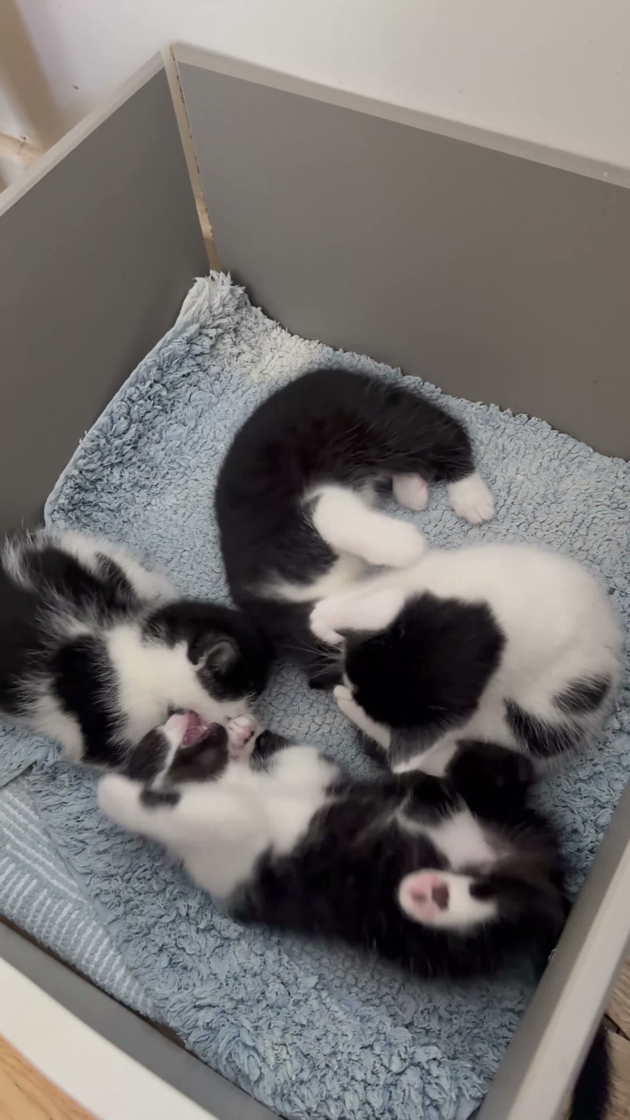 British Shorthair cats for sale: Adorable Black & White Kittens - Video 3