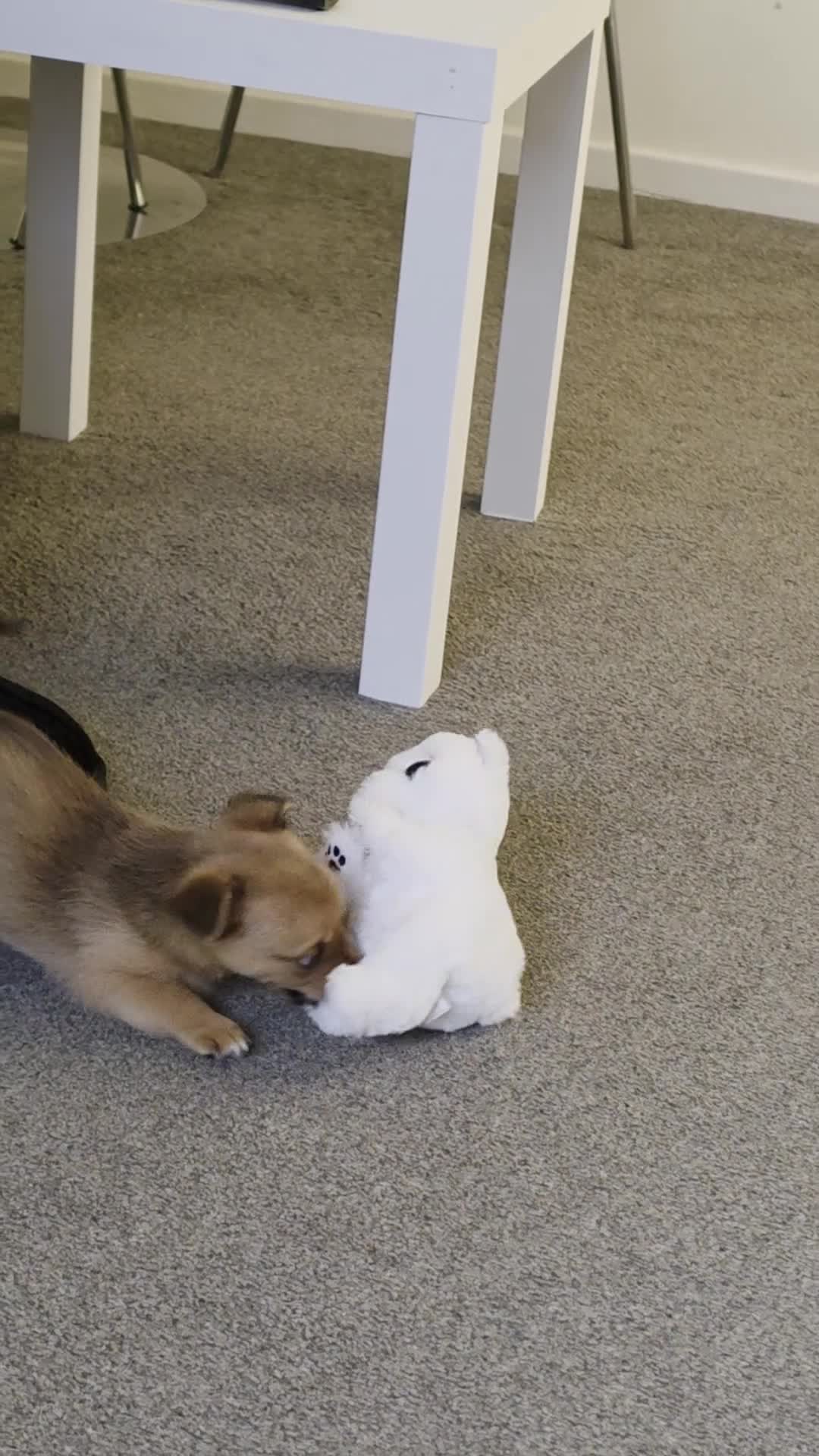 Chorkie dogs for sale: 9 week chorkie in Colchester - Video 1