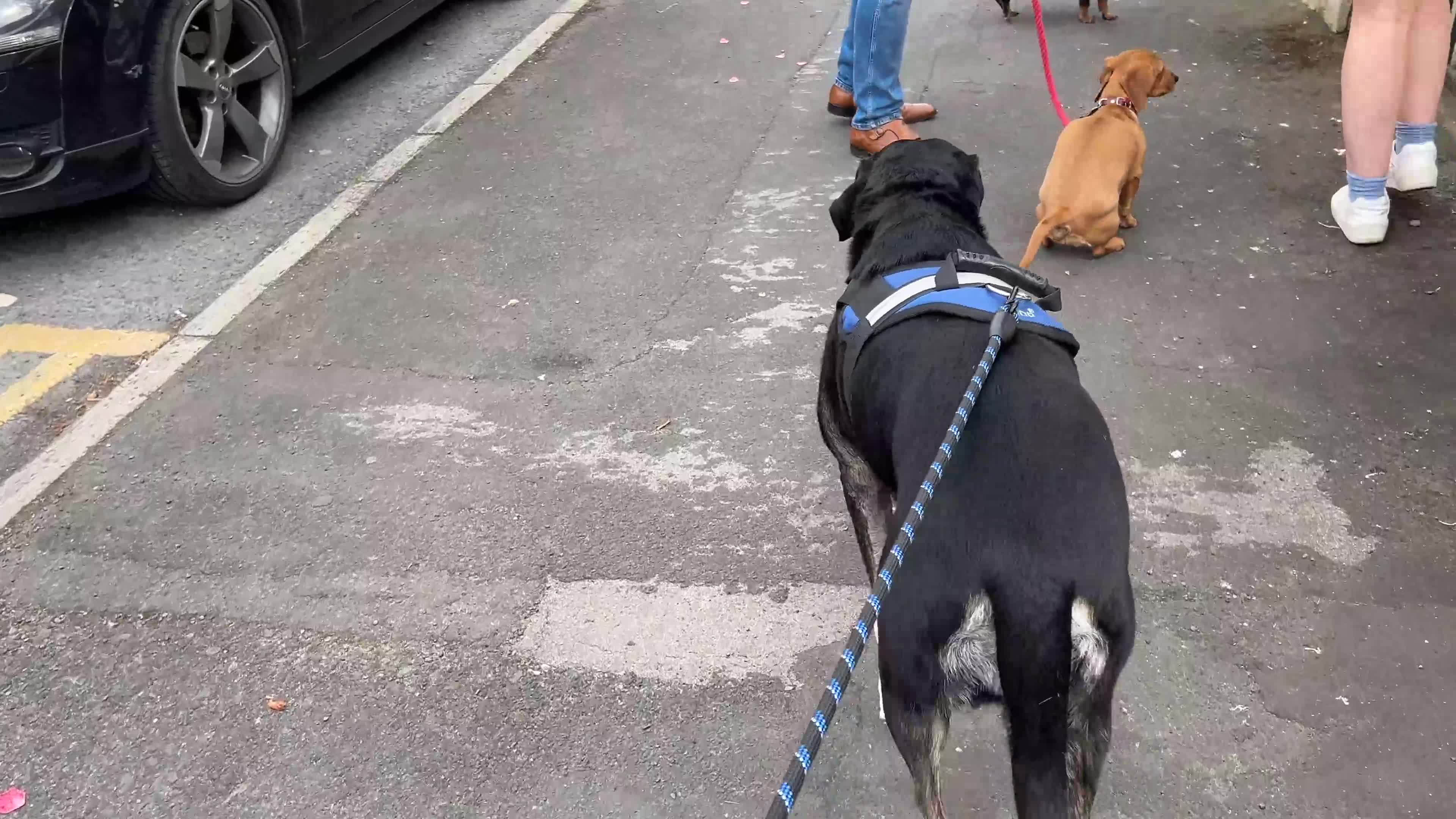 Mixed Breed dogs for sale: Tieka 9yr Old Lab Mix Looking for Forever Home - Video 1