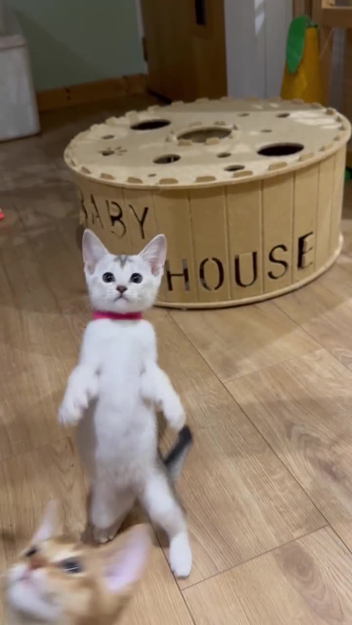 Abyssinian cats for sale: Silver Abyssinian kittens  - Video 4