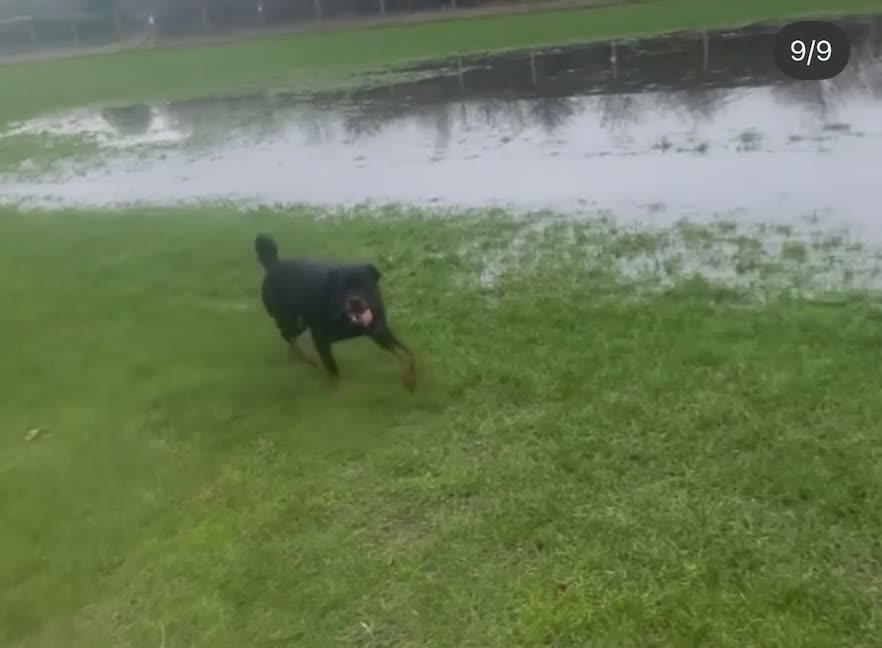 Rottweiler dogs for sale: 🐾🐶PUREBRED ROTTWEILER PUPPIES–DEPOSITS OPEN 🐶🐾 - Video 1