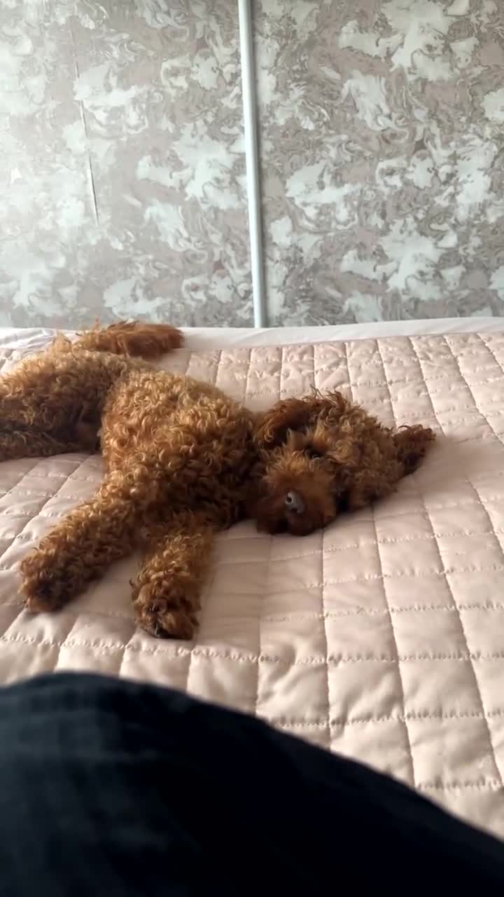 Toy Poodle dogs for stud: KC registered Red fox Toy poodle for stud  in Stoke-on-Trent - Video 1
