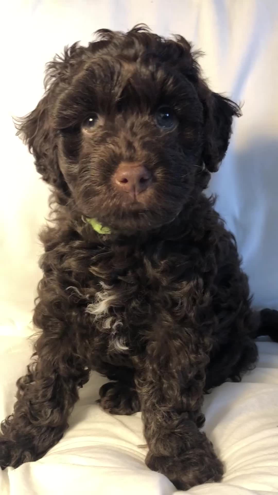 Cockapoo dogs for sale: Small cockapoo puppies ready early oct - Video 1