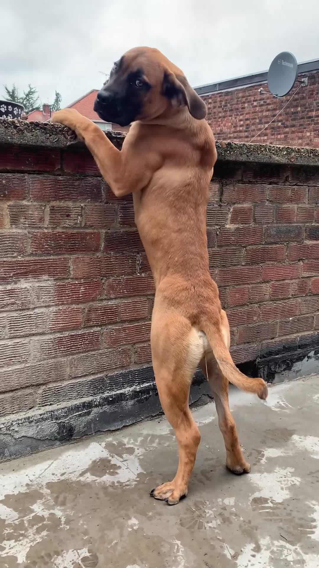 Boerboel dogs for sale: Stunning Boerboel Girl - Video 2