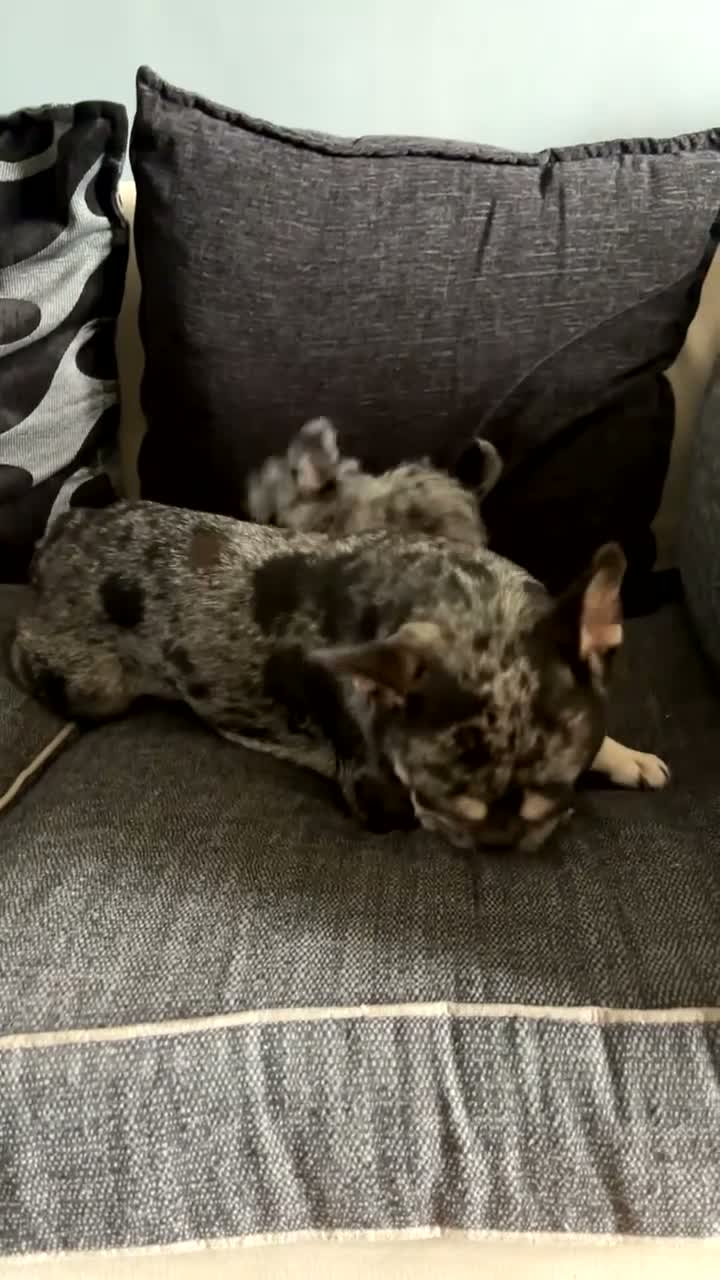 Mixed Breed dogs for sale: Toy poodle cross French bull dog - Video 1