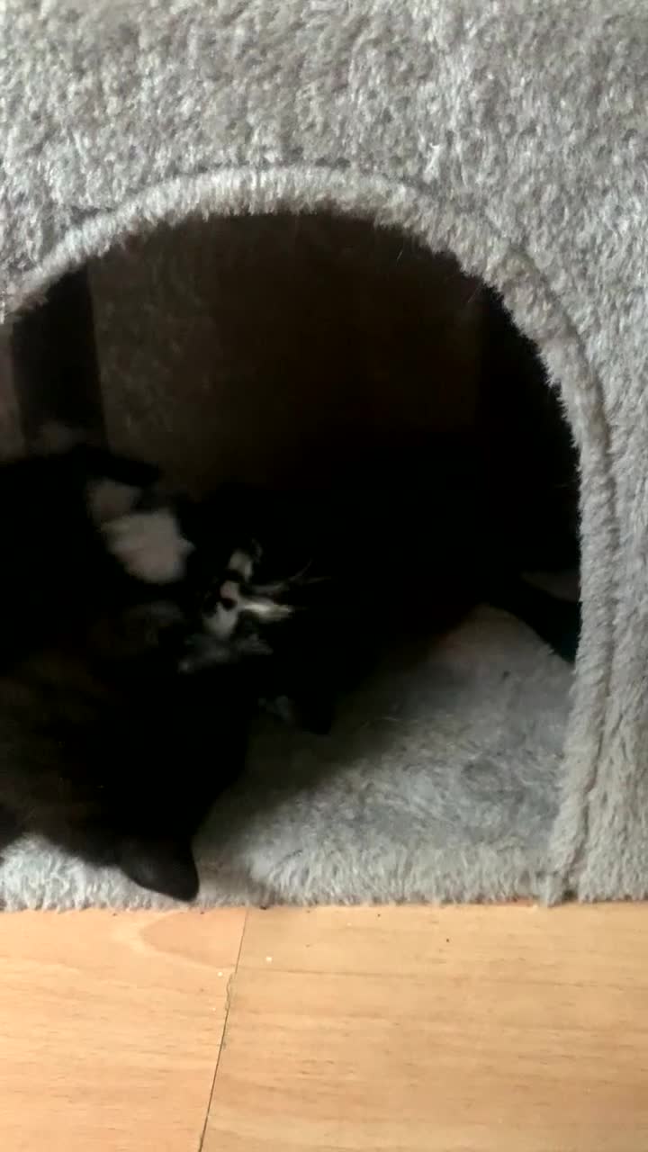 British Shorthair cats for sale: Black and white kittens ready for a new home - Video 3