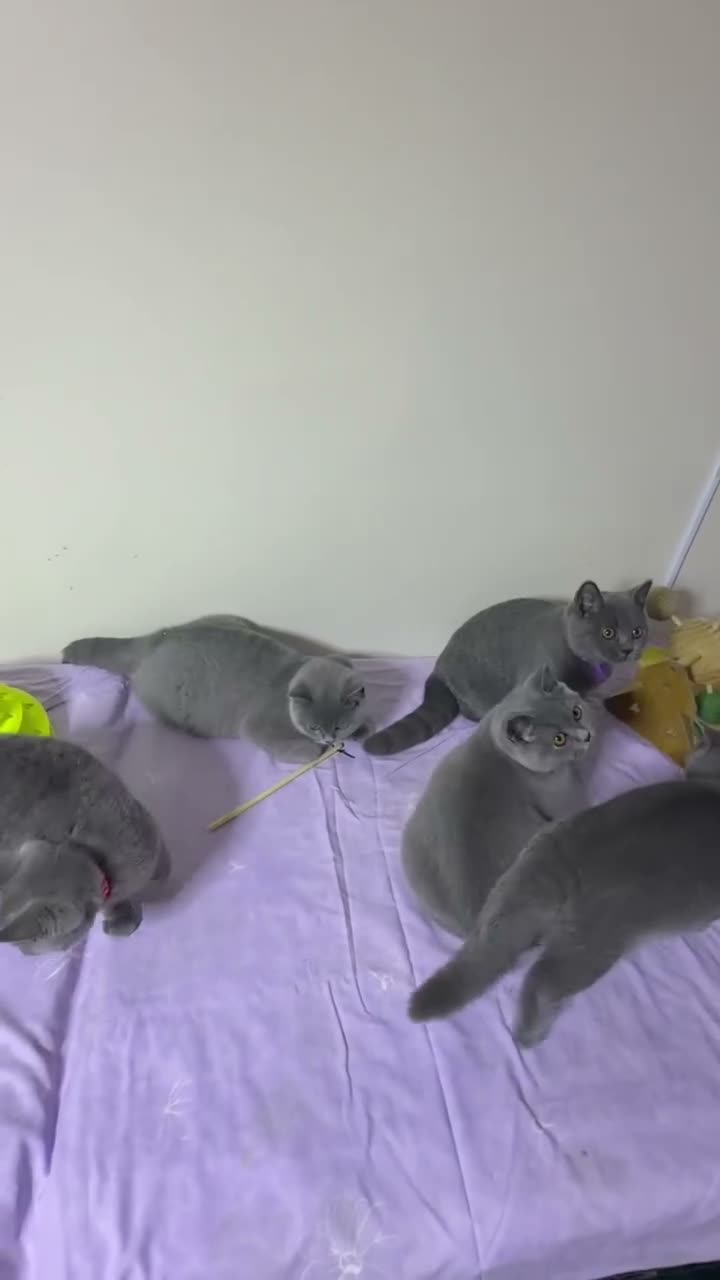 British Shorthair cats for sale: BSH GCCF Pedigree Healthy Beautiful Friendly  - Video 1