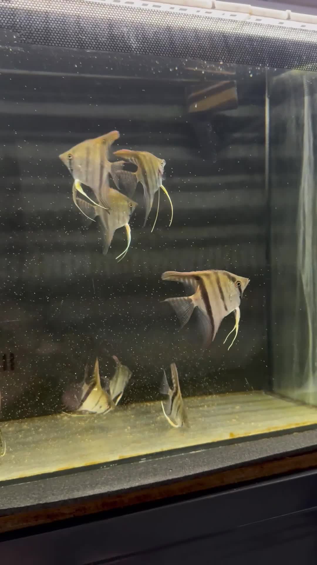 Angelfish fish for sale: 8-9cm Manacapuru angelfish - Video 1