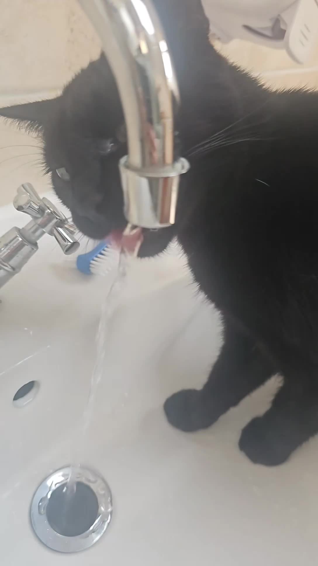 Bombay cats for sale: Black Female Cat - Video 2