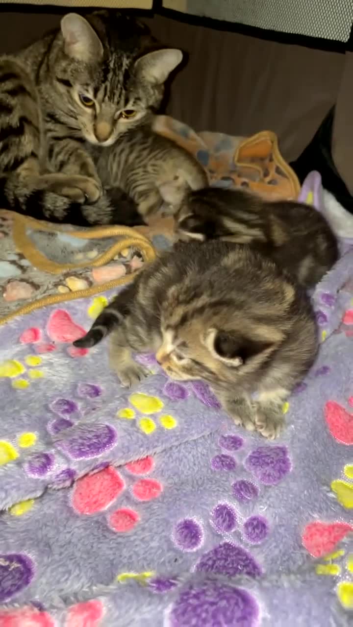 Mixed Breed cats for sale: Kittens For Sale  - Video 3