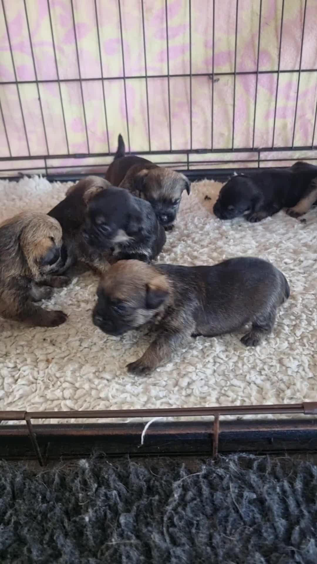Border Terrier dogs for sale: Beautiful Border Terrier Puppies - Video 1