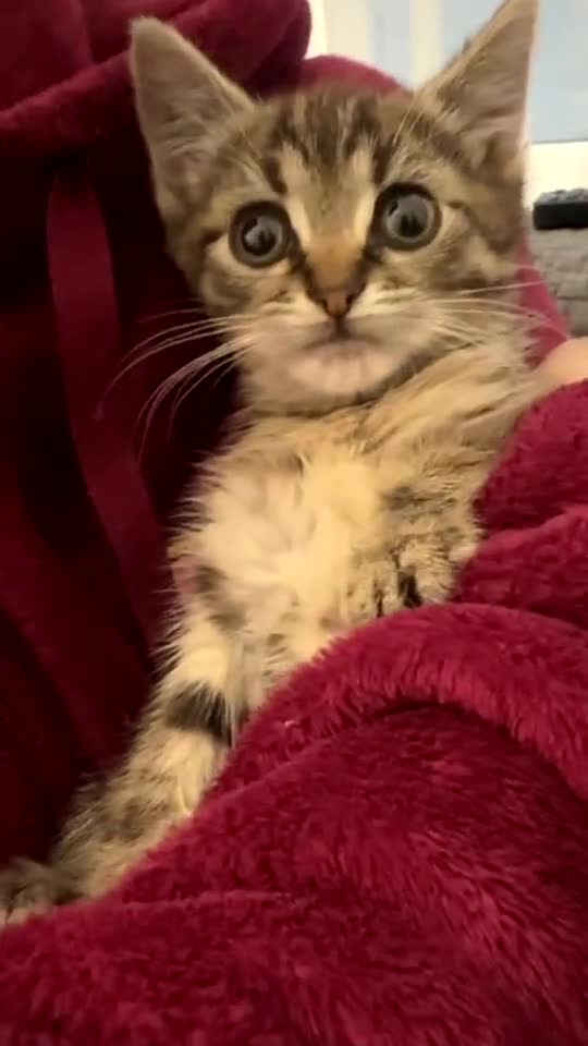 Mixed Breed cats for sale: Kitten for sale  - Video 2