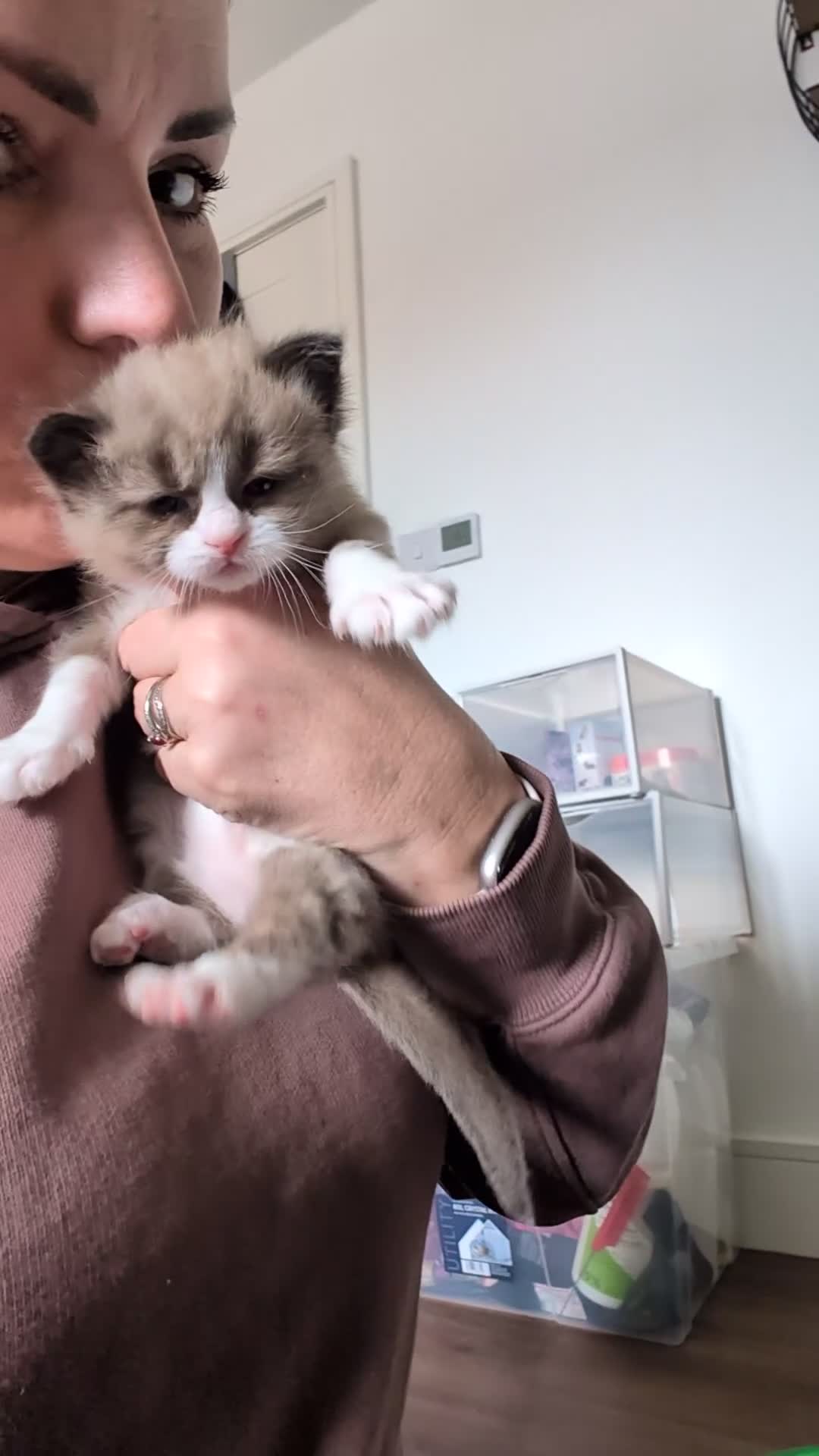 Ragdoll cats for sale: Ragdoll Kittens MINK Boy & girl - Video 2