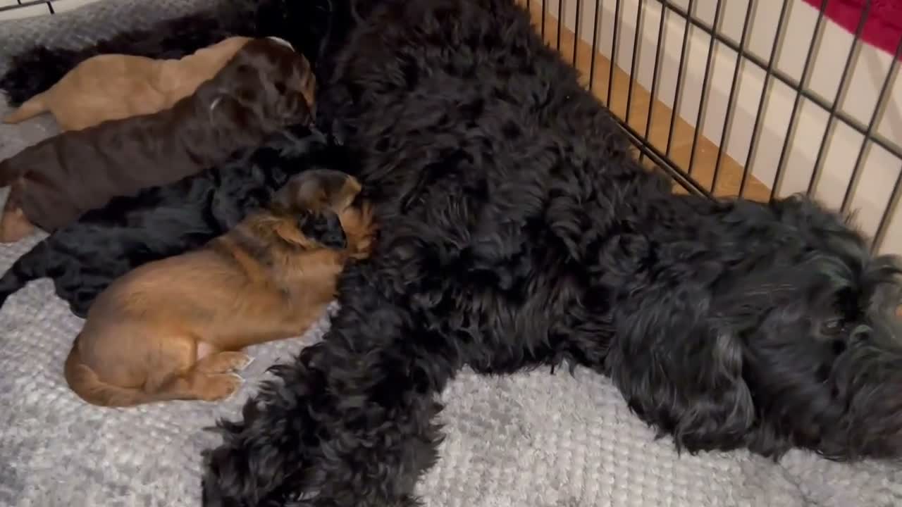 Cockapoo dogs for sale: Beautiful F1xF2 Cockapoo Puppies-Loving home £1400 in Colyton - Video 1