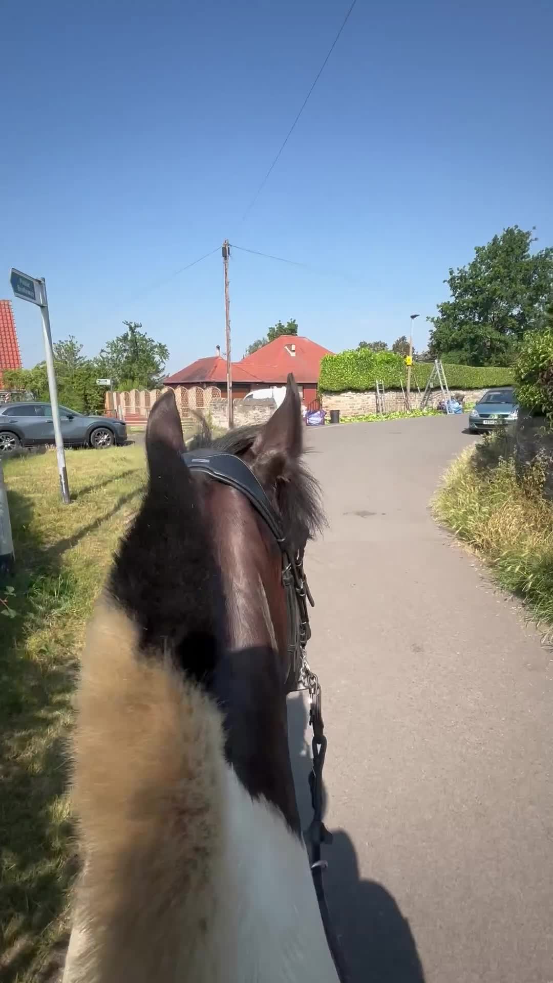 Welsh Section D horses for sale: Registered part bred Welsh D x Cob - Video 2