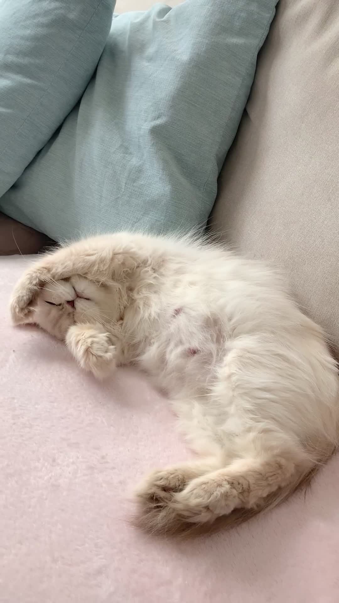 British Shorthair cats for sale: 🤍 Pedigree GCCF golden British shorthair kittens  - Video 1