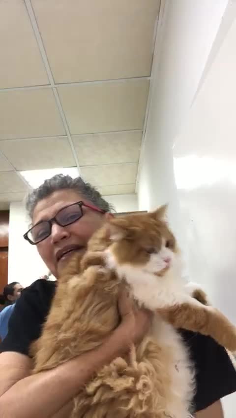 Mixed Breed cats for adoption: ASTRO -BIG BOY CALM NEUTERED AFFECTIONATE  - Video 2