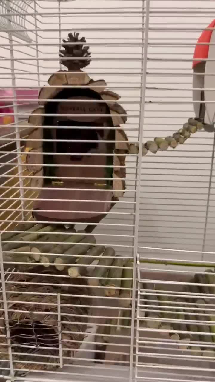 Hamster rodents for sale: Donating Syrian Hamster in Borehamwood - Video 1