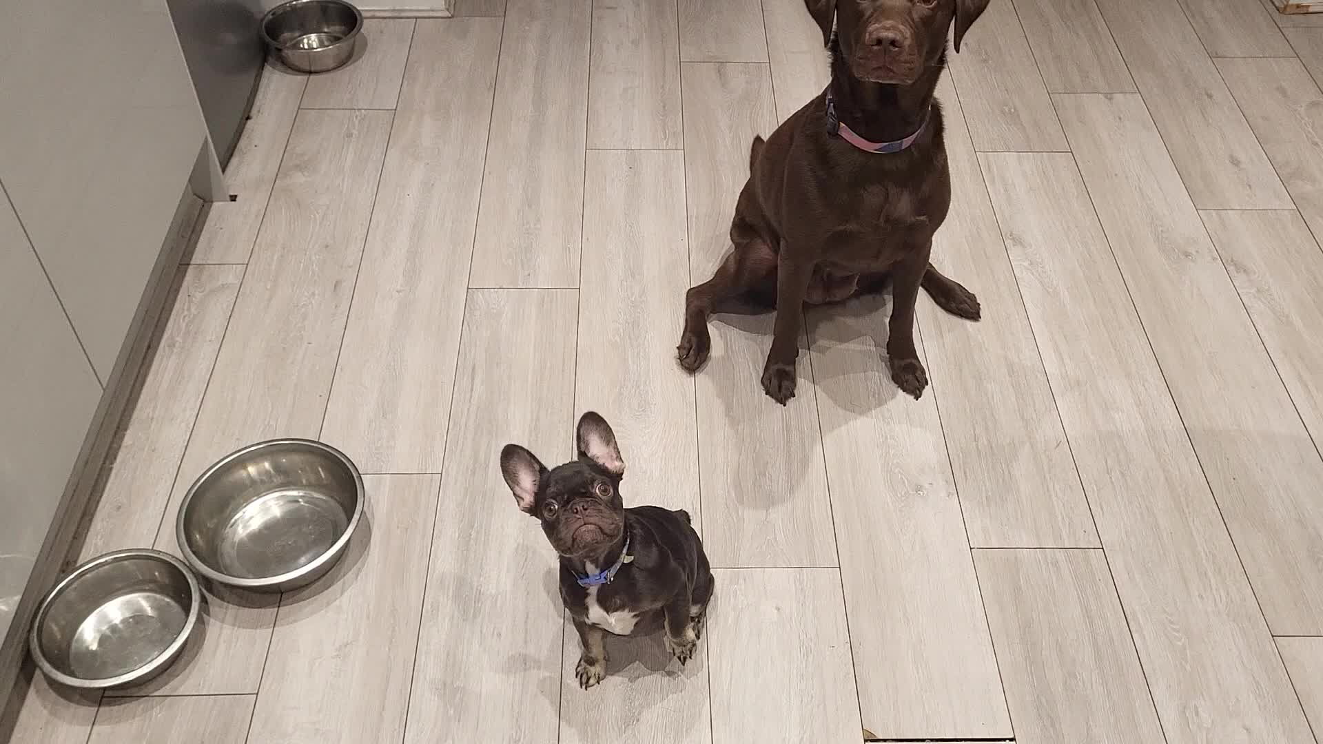 French Bulldog dogs for sale: Bitch Mini french bulldog - Video 2