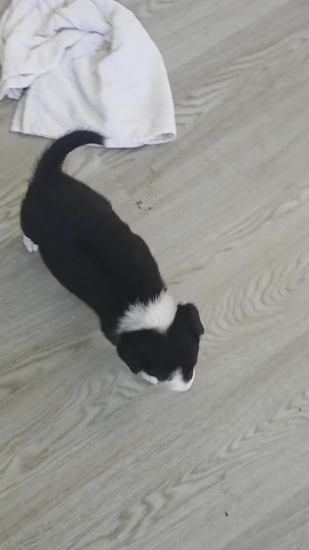 Border Collie dogs for sale: Beautiful litter of working border collie pups in Winchester - Video 2