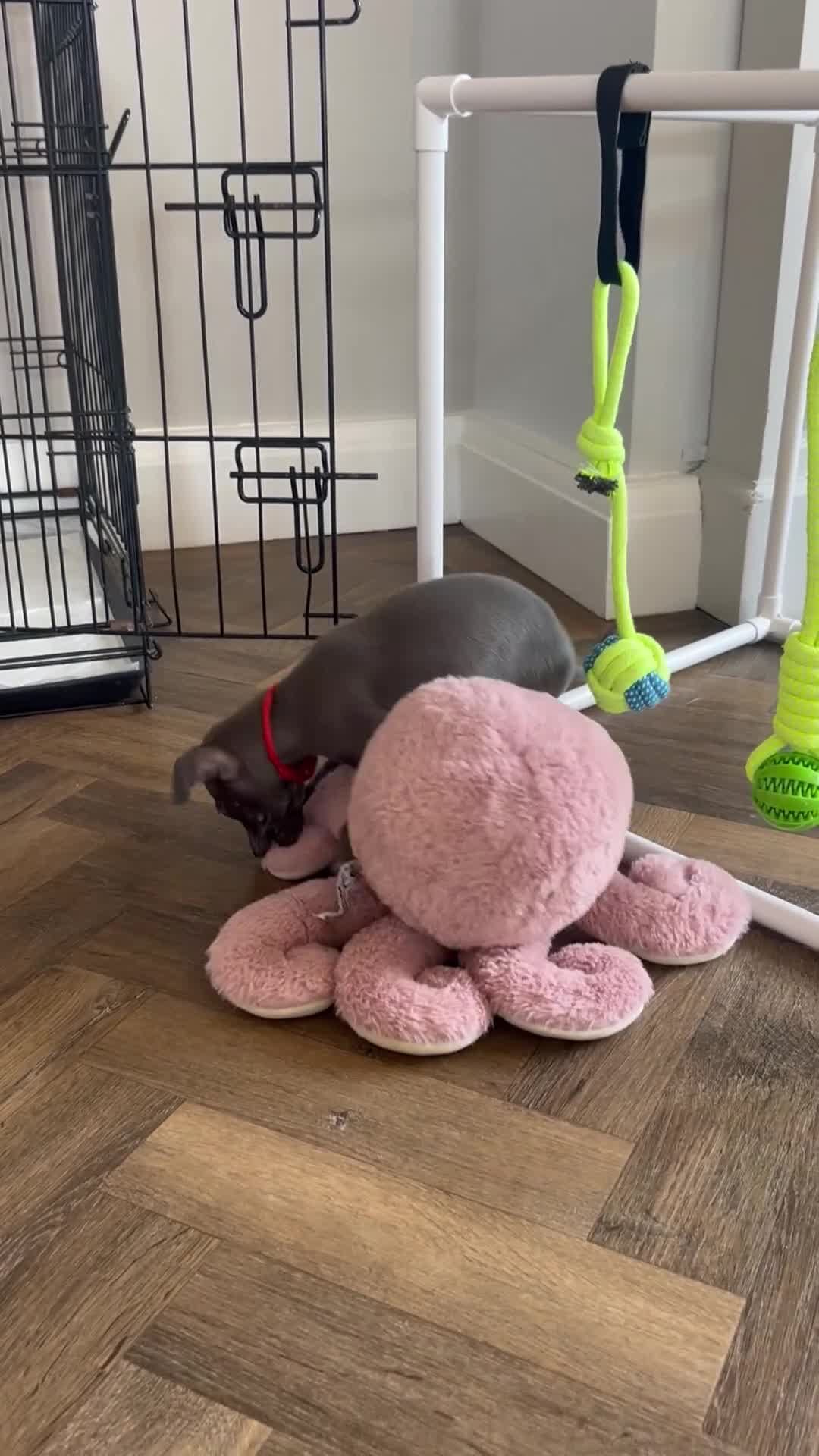 Italian Greyhound dogs for sale: Outstanding KC reg Italian greyhound puppies  - Video 1