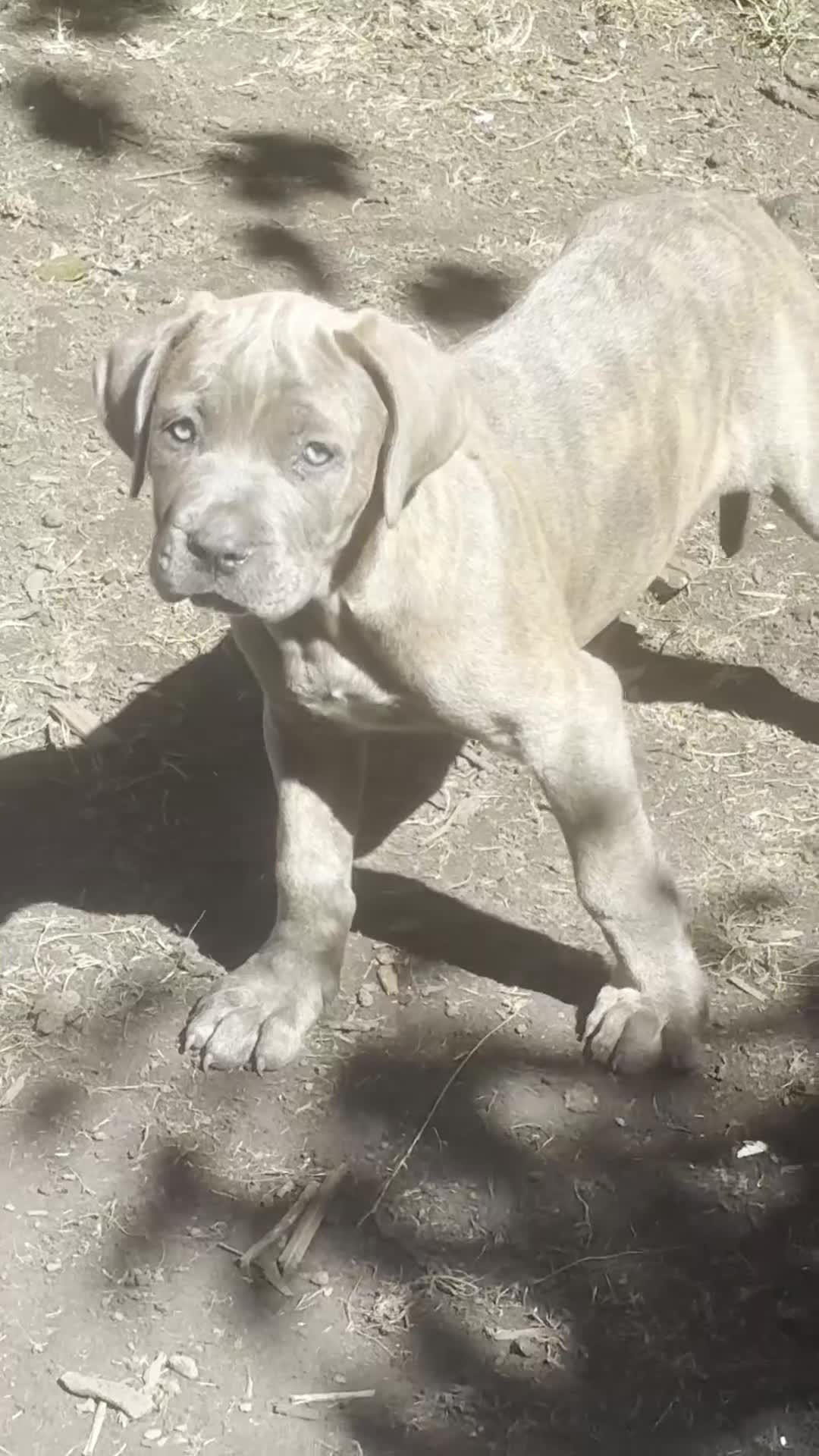 Mixed Breed dogs for sale: Cane Corso / Bullmastiff Puppies ready to  go. - Video 5