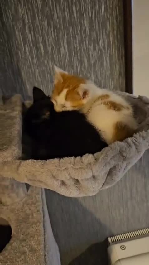 Mixed Breed cats for sale: 2 beautiful boys - Video 1