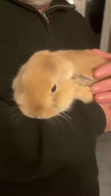 Mini Lop rabbits for sale: 2 harli mini lops males 10 weeks - Video 3