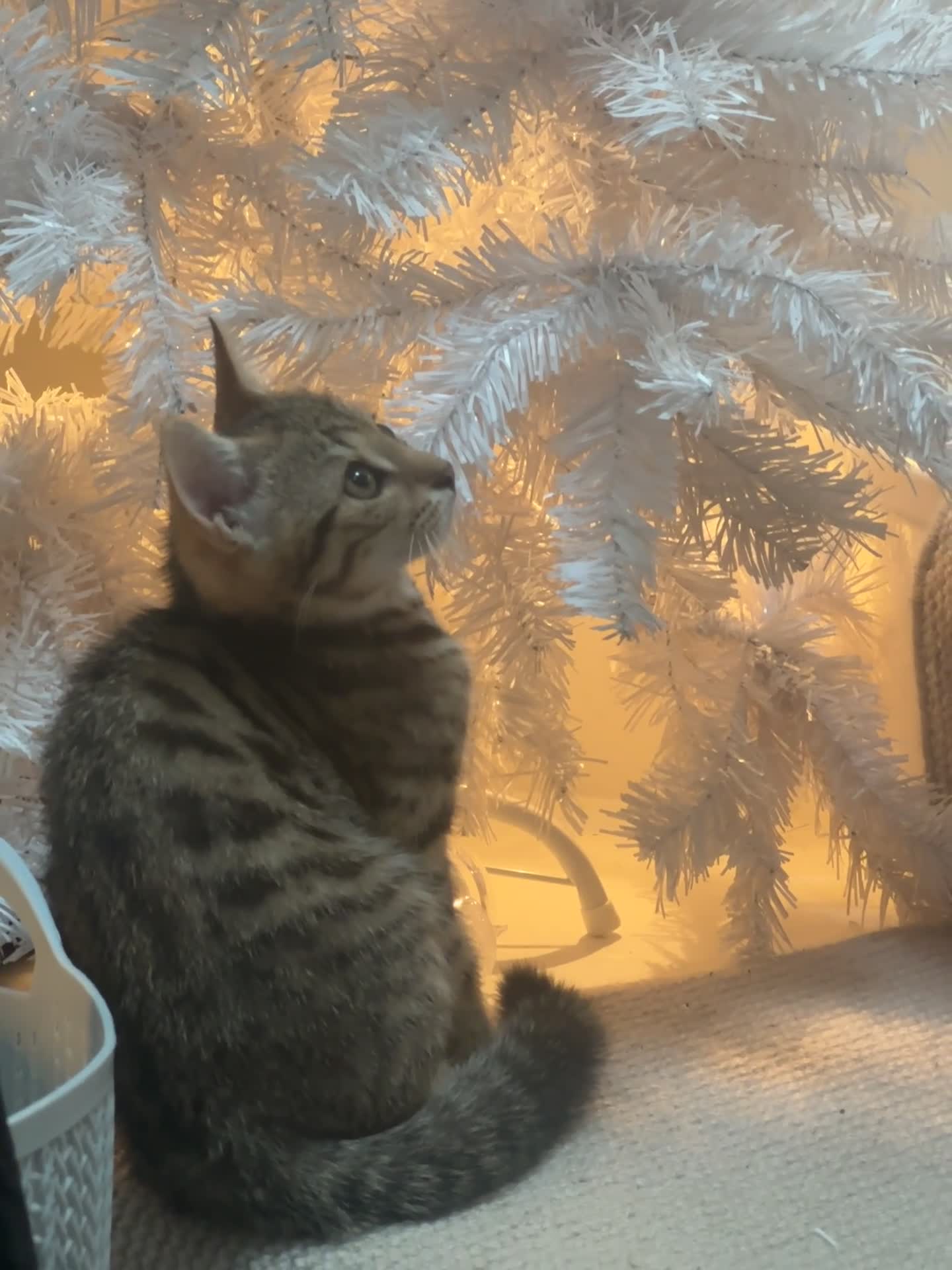 Mixed Breed cats for sale: 2 kittens 1 male 1 female  - Video 1