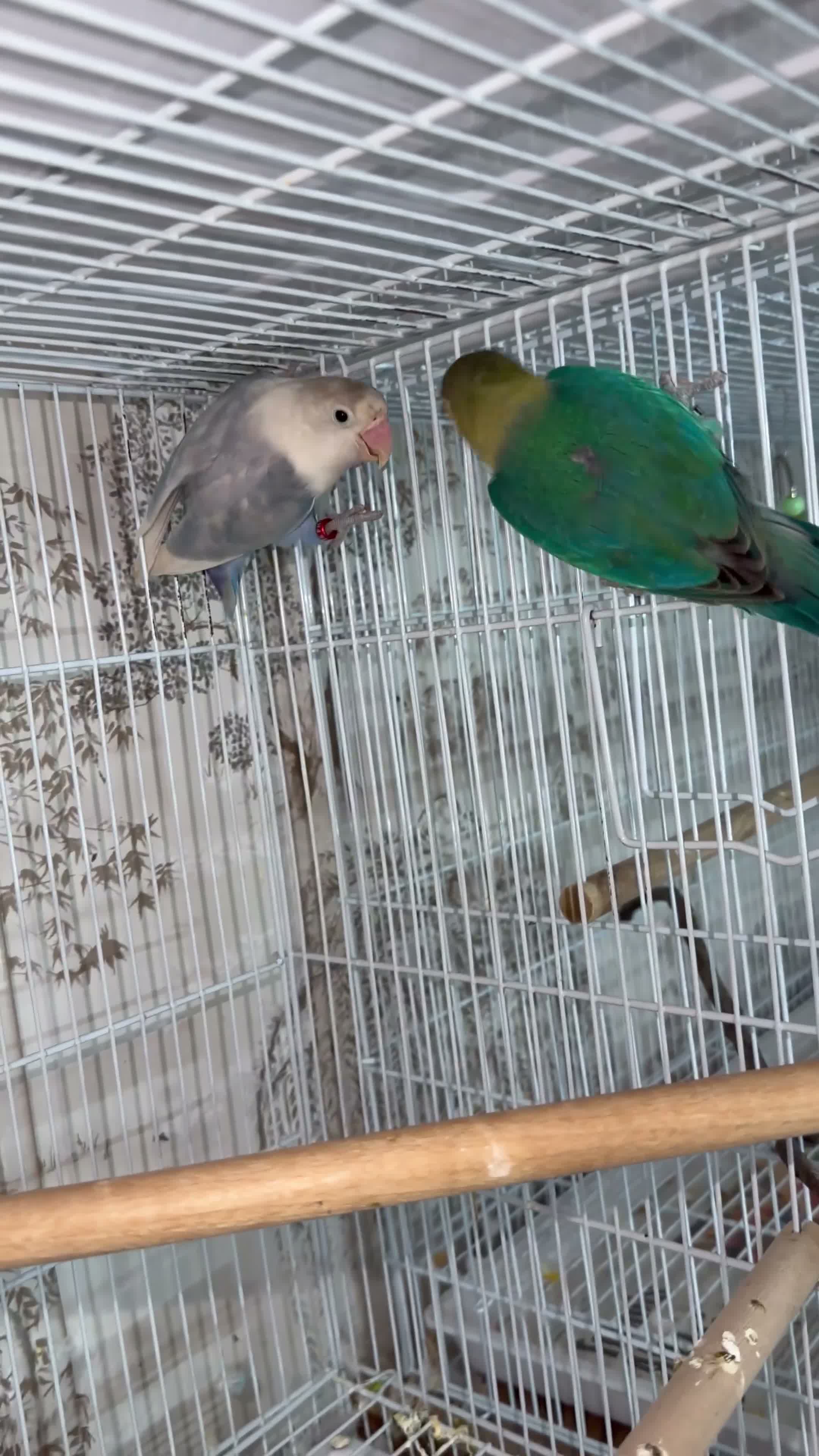 Lovebirds birds for sale: Lovebirds pairs, males and more for rehoming  in Sevenoaks - Video 4