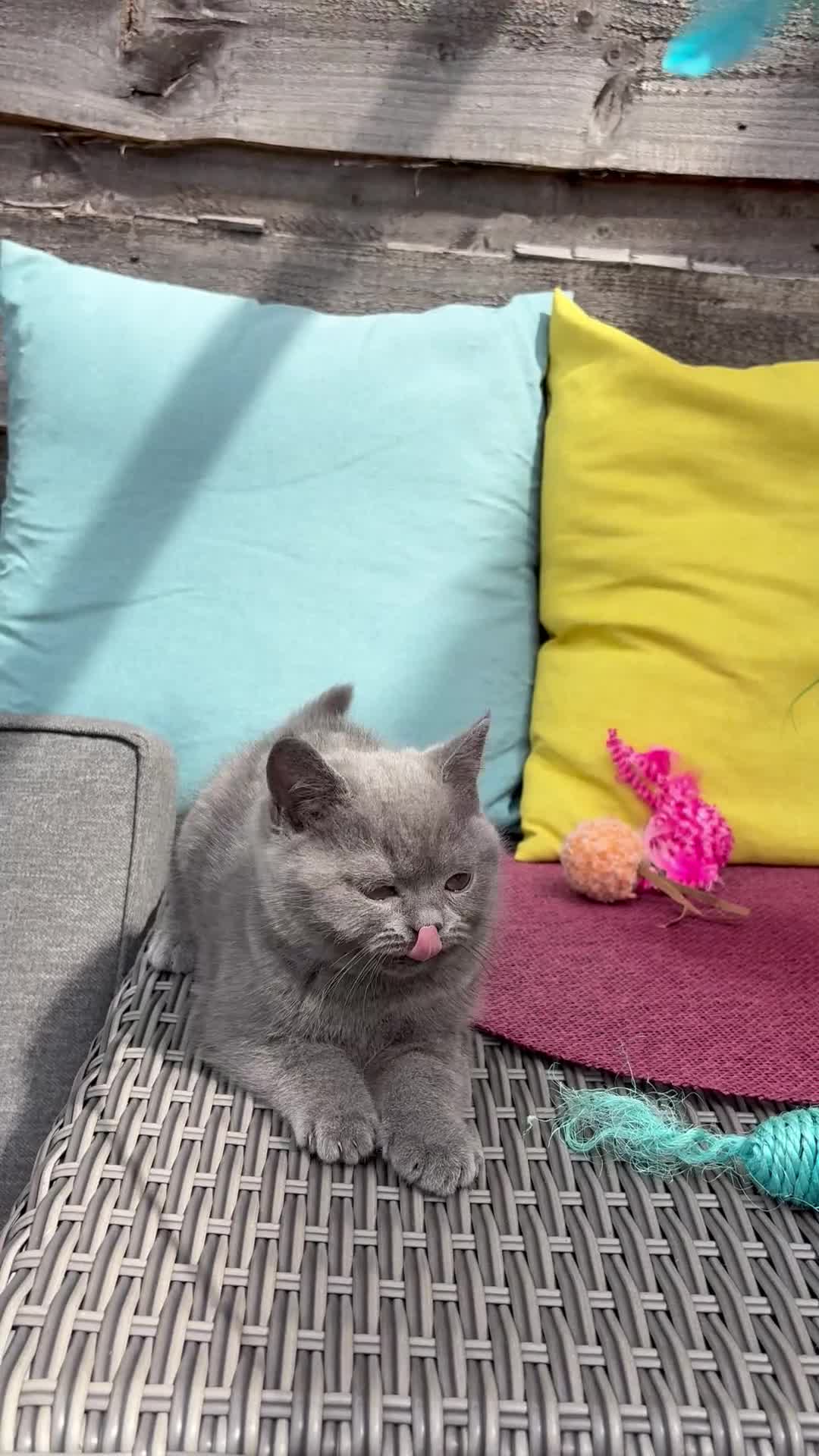 British Shorthair cats for sale: British Shorthairs**READY NOW** - Video 4