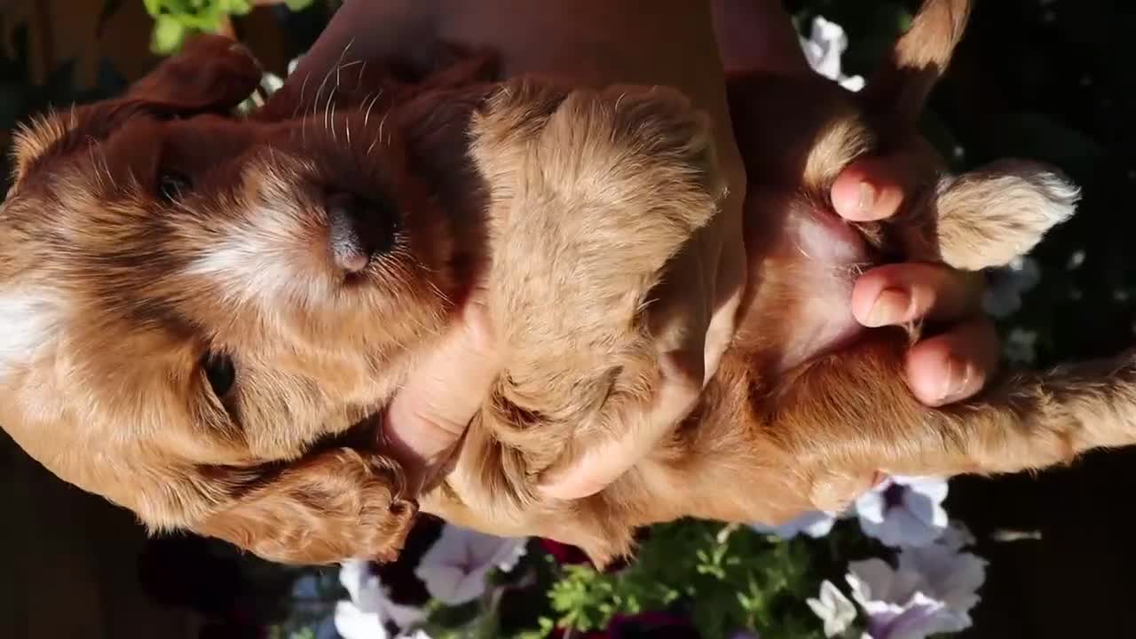 Cockapoo dogs for sale: Health tested: Champion lines  F1 puppies  - Video 1