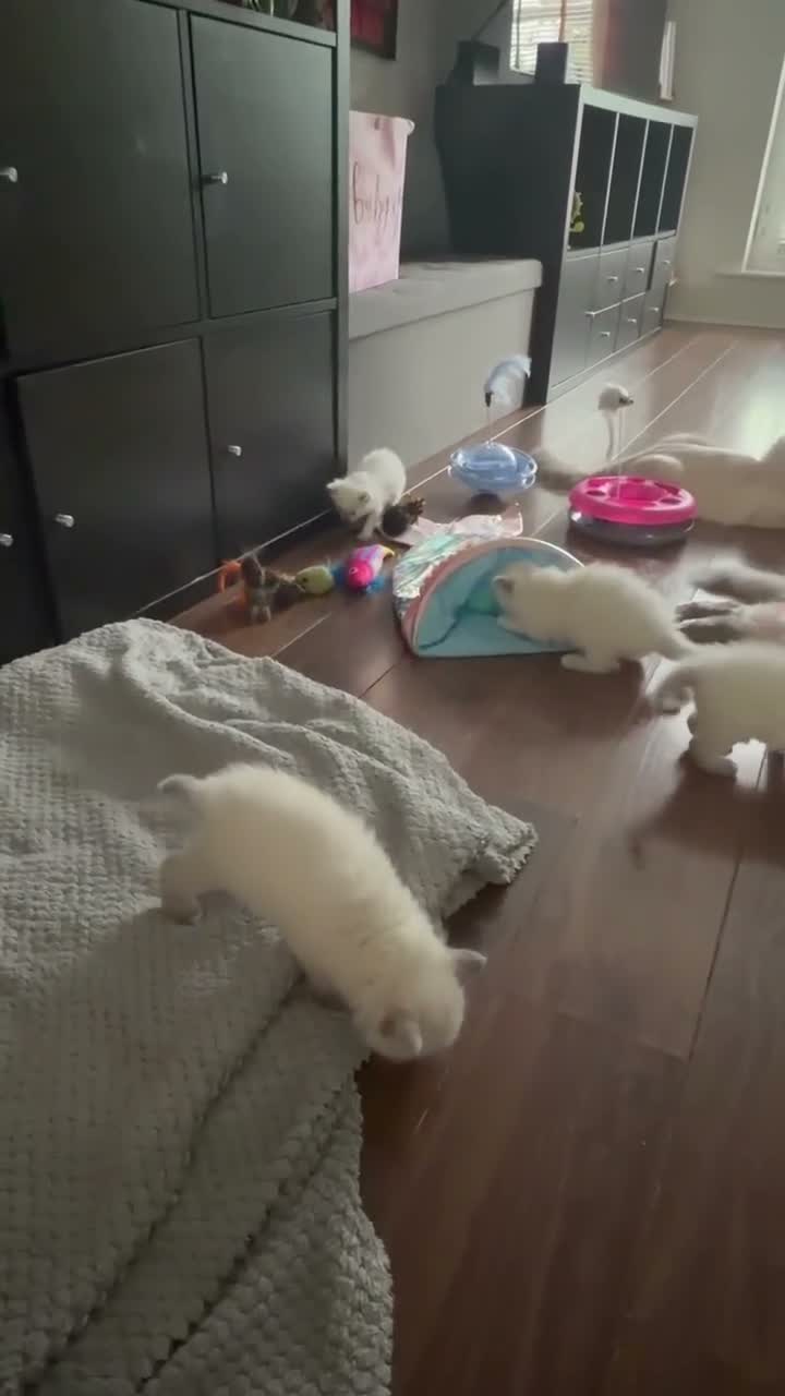 Ragdoll cats for sale: Pedigree Pure Ragdoll babies  - Video 1
