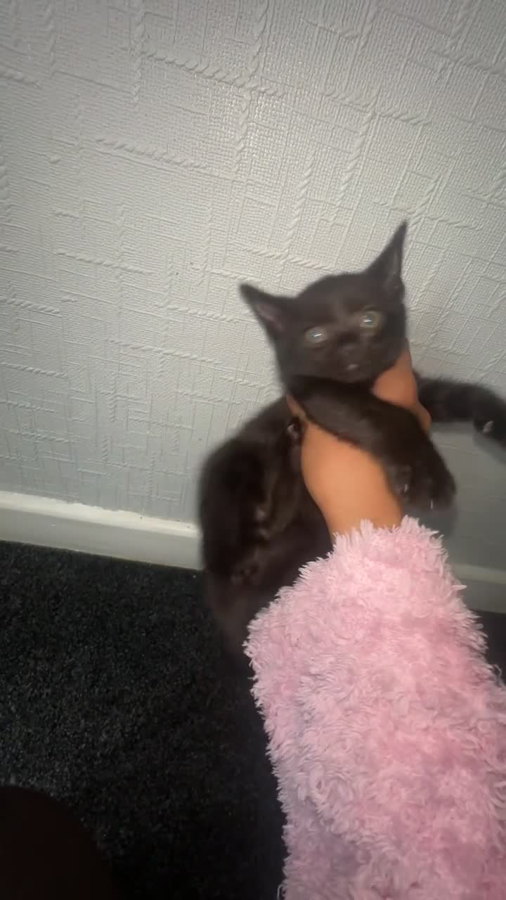 Mixed Breed cats for sale: 2 females left  - Video 2