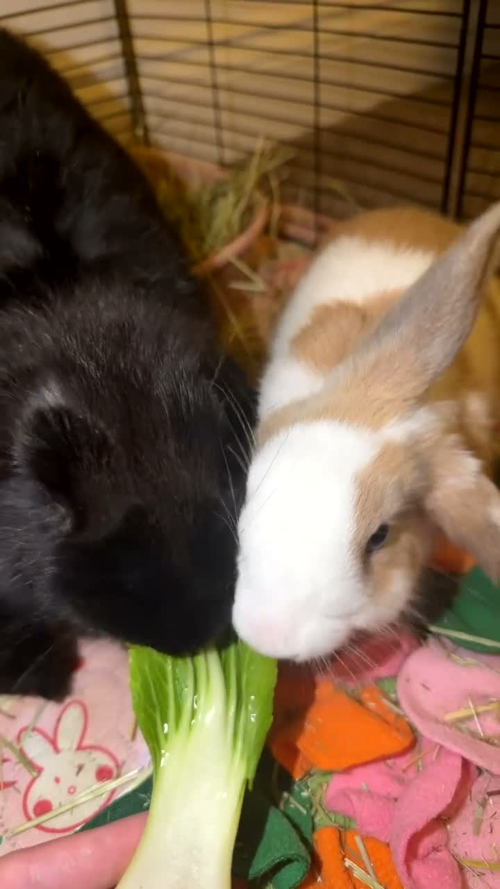 French Lop rabbits for sale: 2 BONDED FEMALE RABBITS in Teddington - Video 3