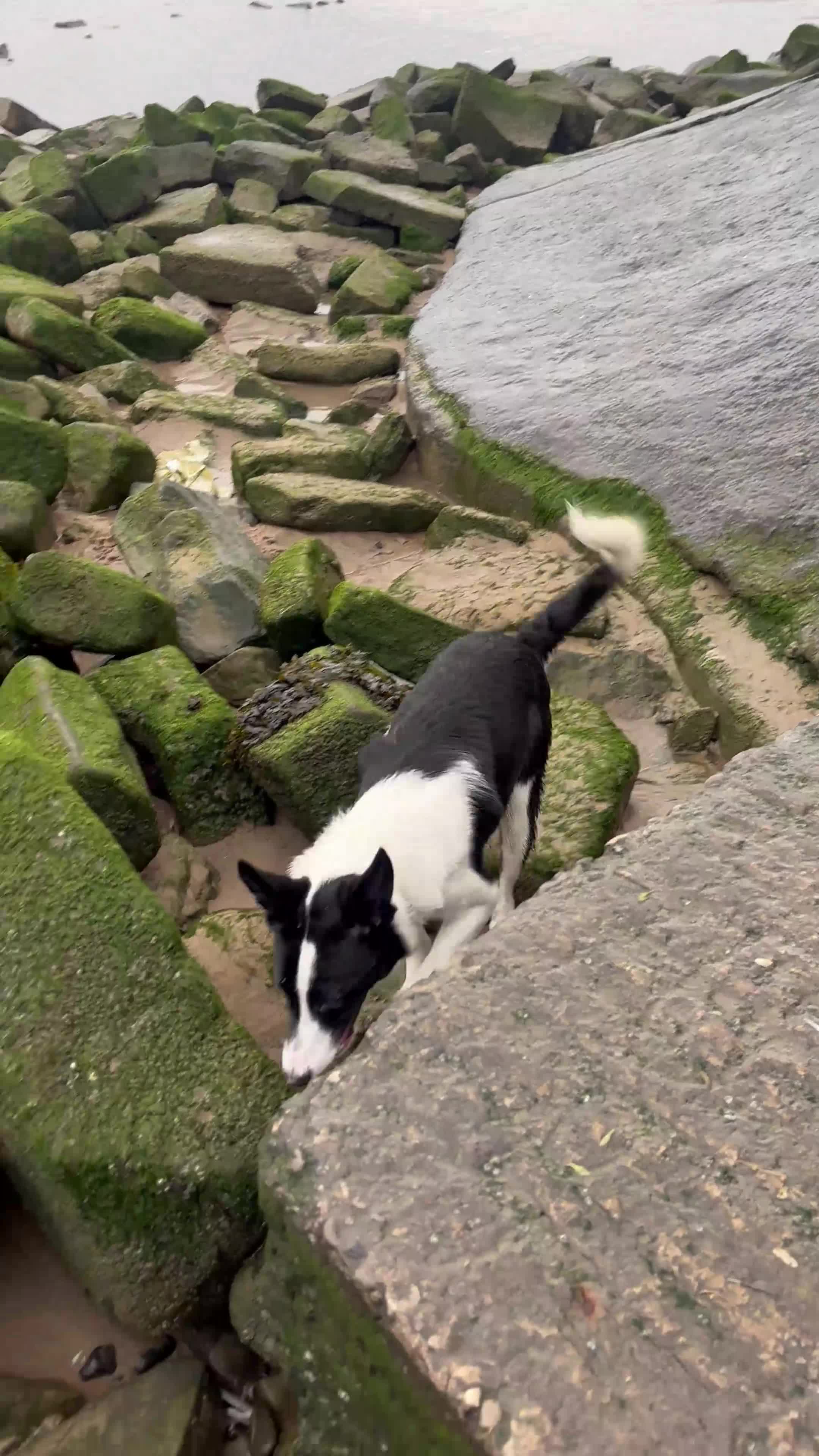 Border Collie dogs for sale: Male border collie  - Video 2